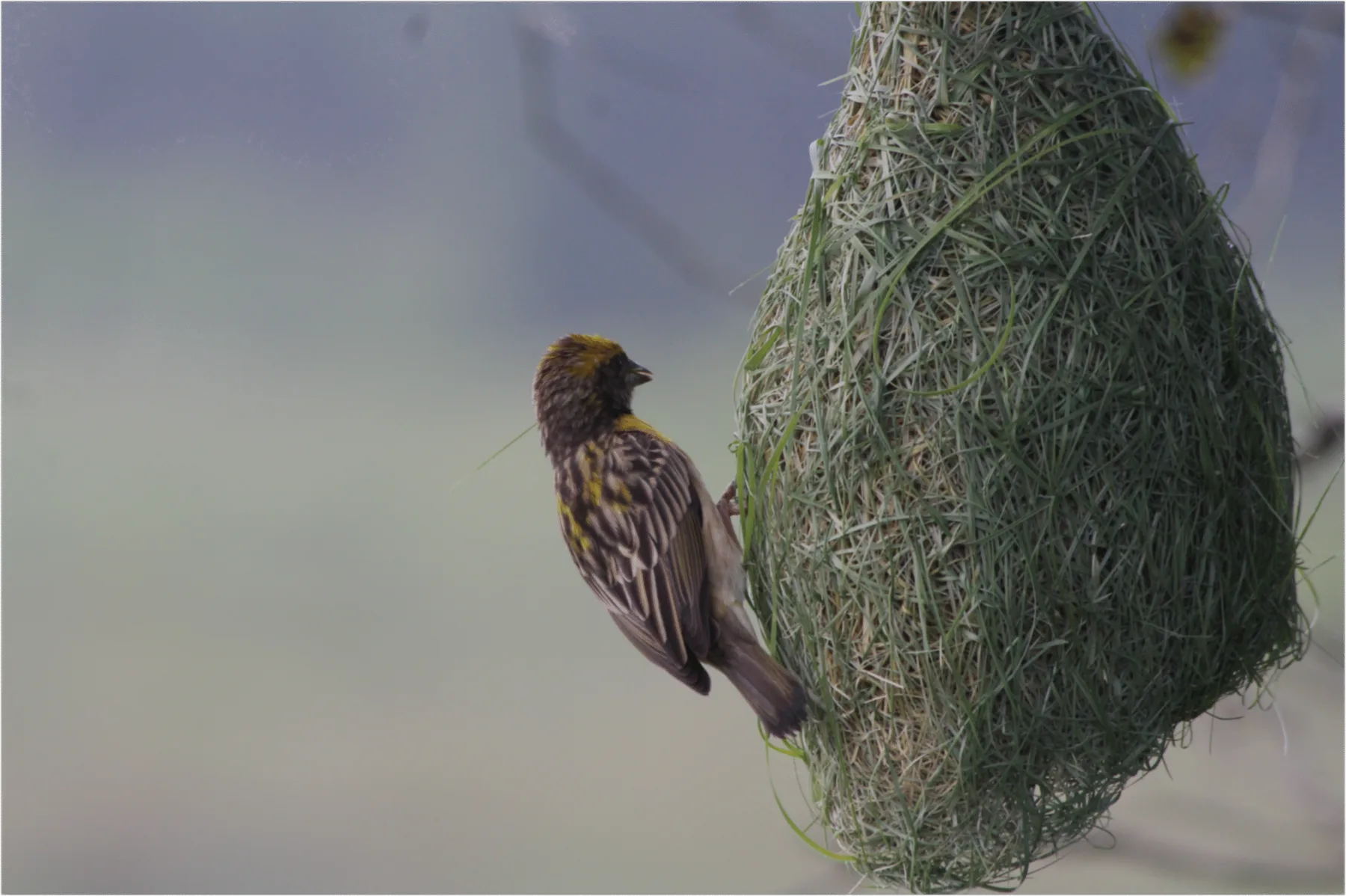 A weaver bird at its woven nest