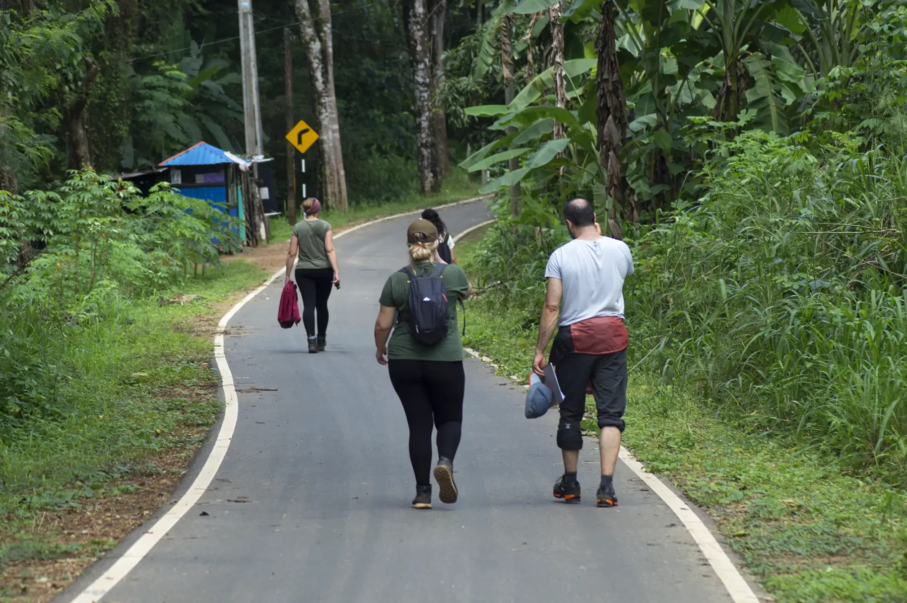 Volunteers walking along a forest road on a survey