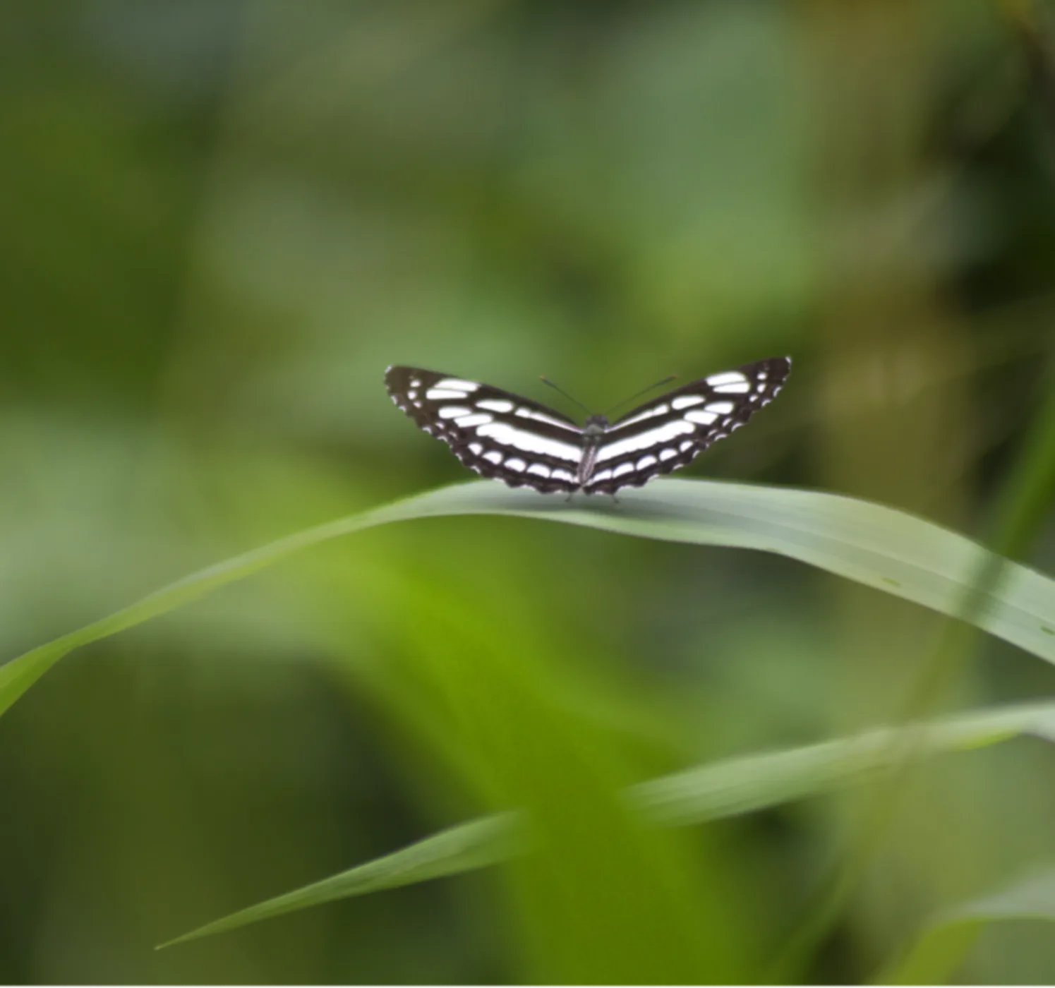 A butterfly resting on a leaf
