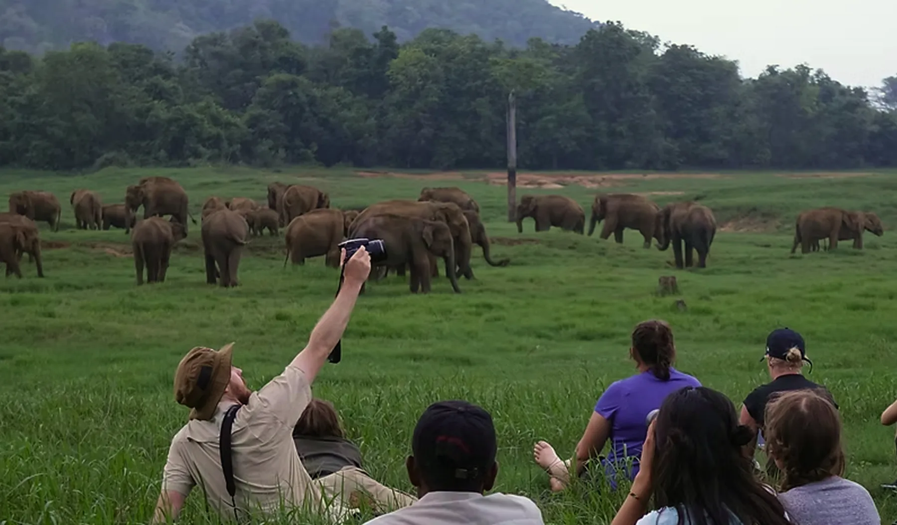 Volunteers photographing a large herd of elephants on open grassland